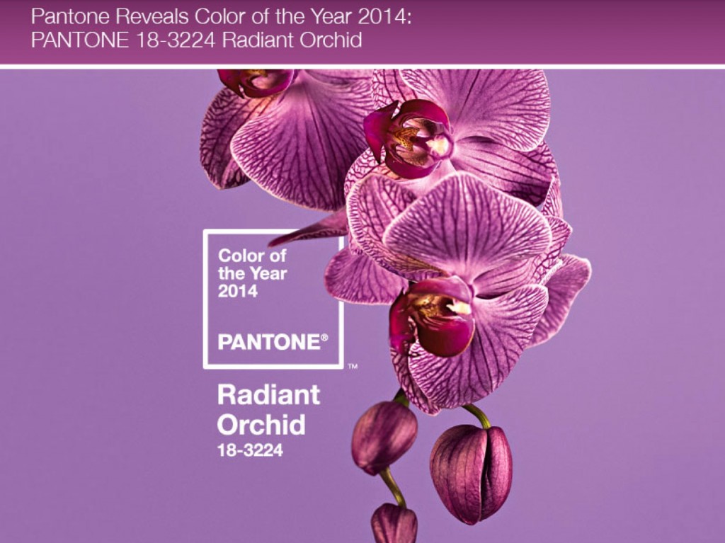 Radiant-Orchid